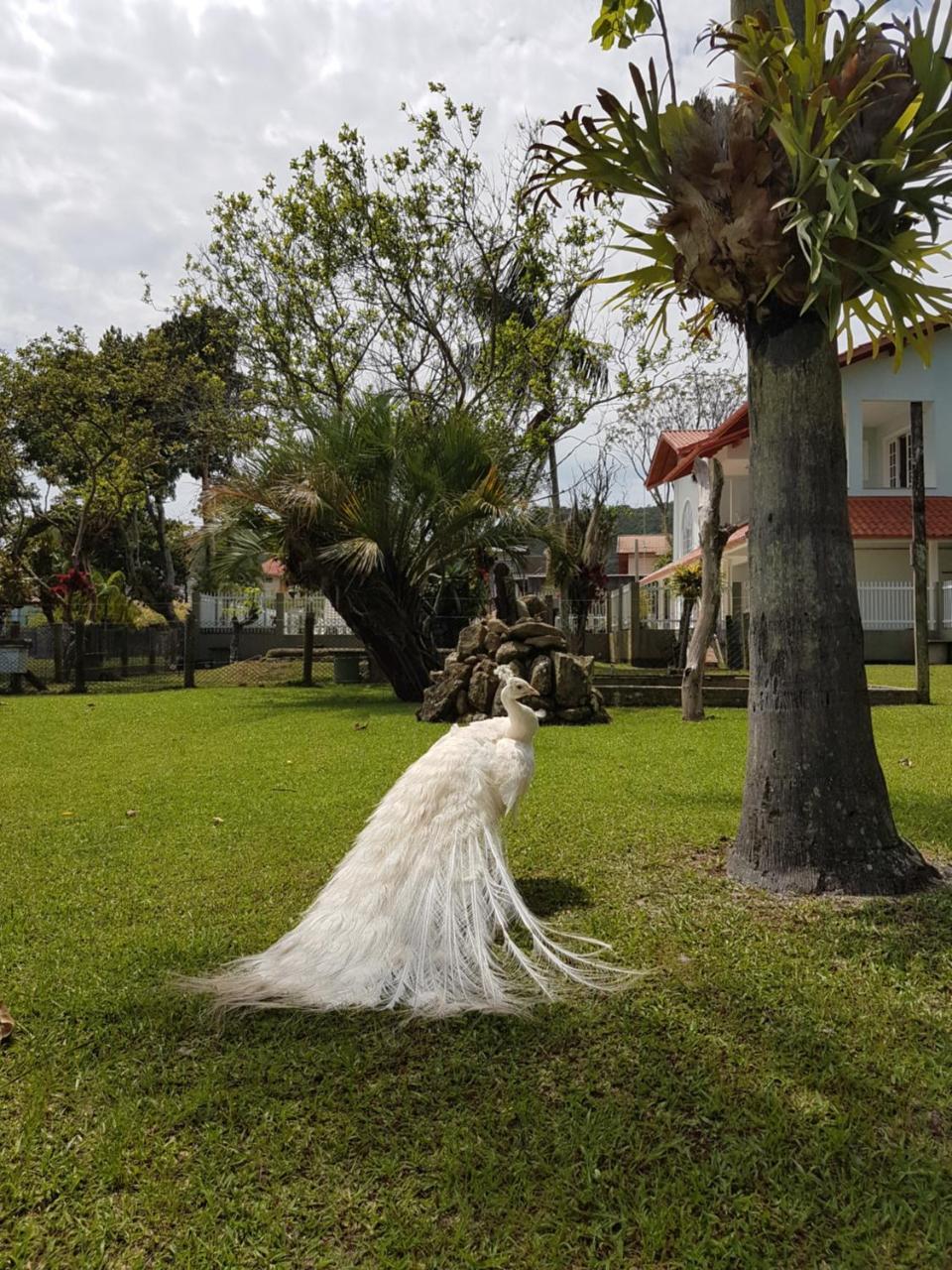 Pousada Pavao Branco Florianópolis Kültér fotó