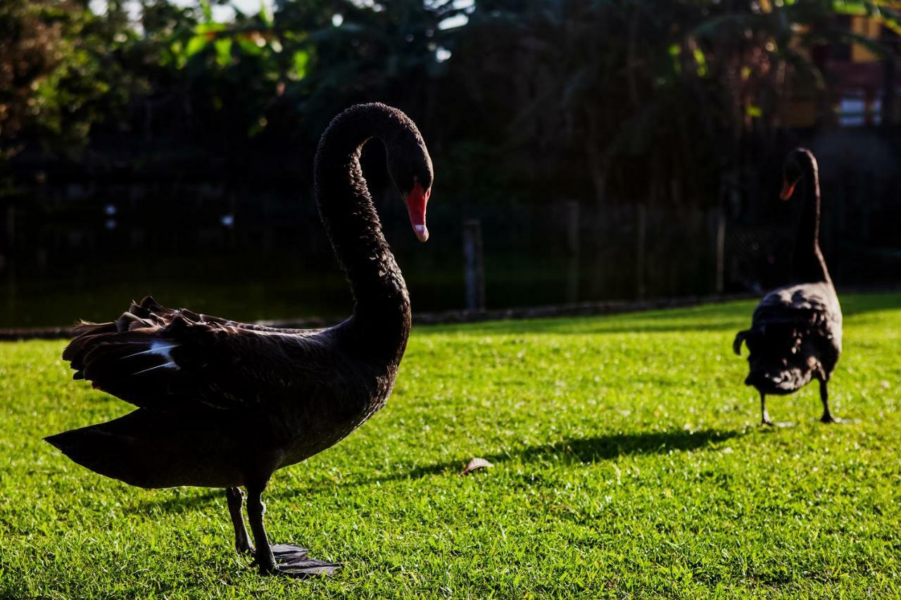 Pousada Pavao Branco Florianópolis Kültér fotó